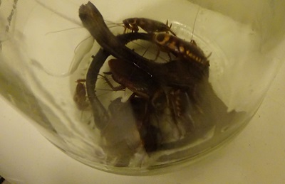 Counting my captured cockroaches!